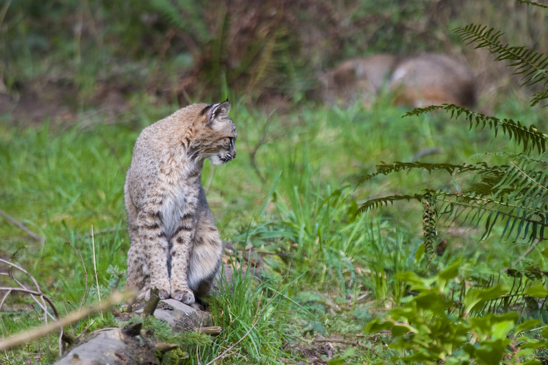 Bobcat (Captive)